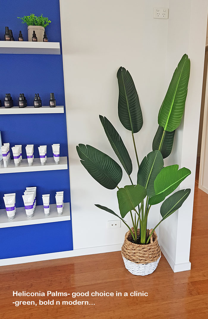 Heliconia Palms- 1.2m small