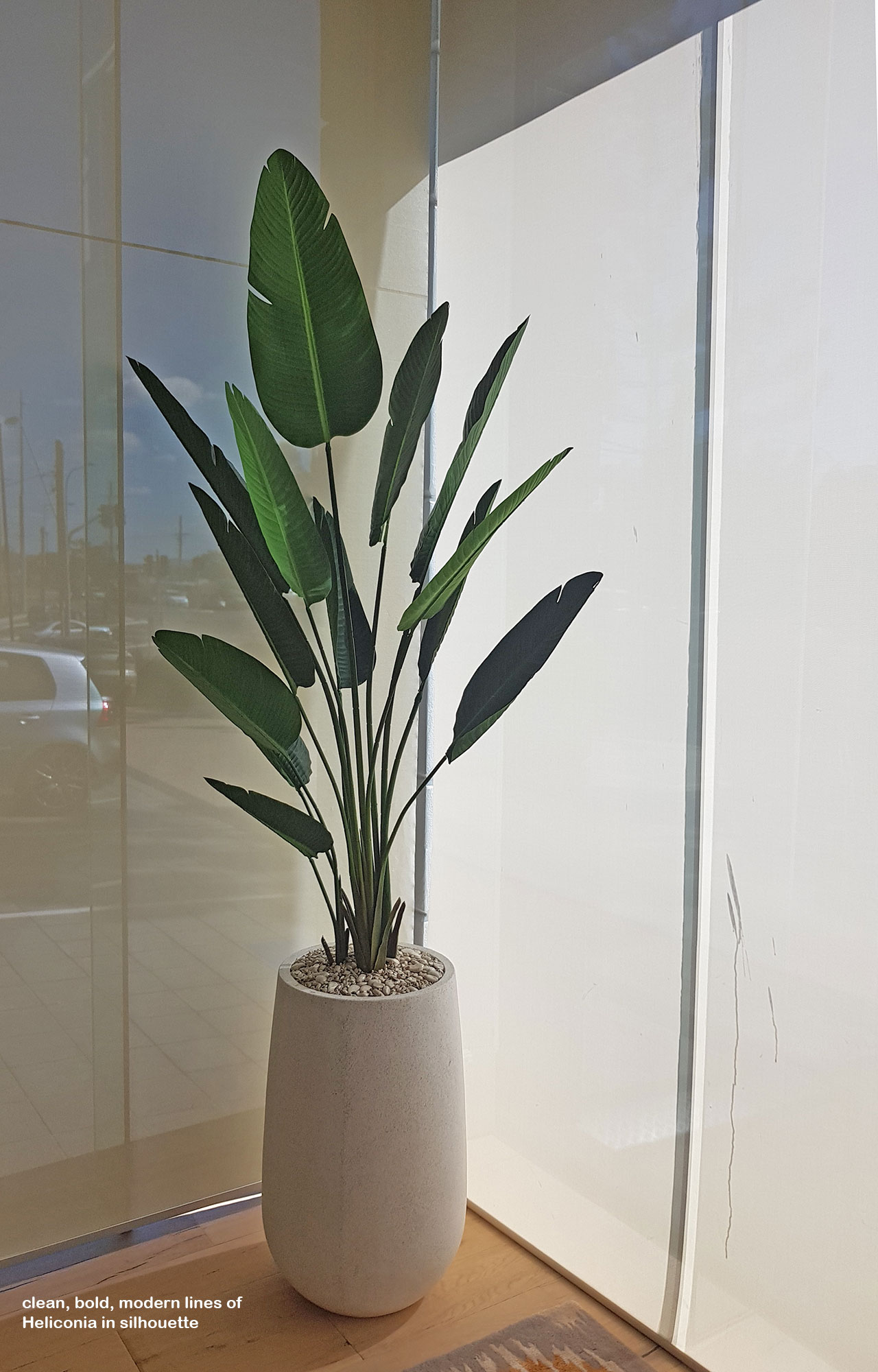 Heliconia Palms- 1.8m