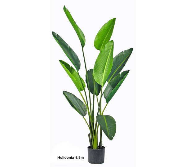 Heliconia Palms- 1.8m