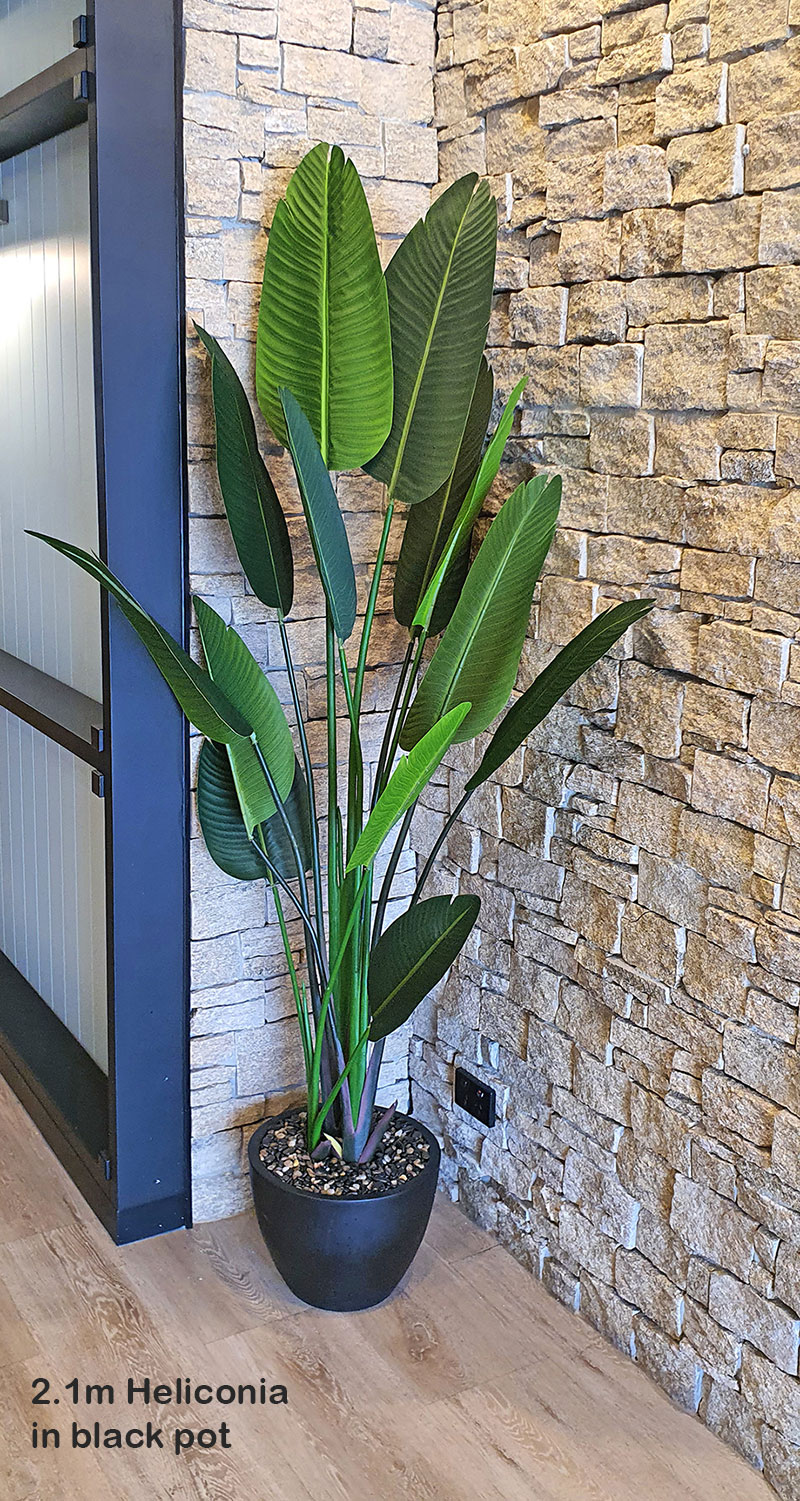 Heliconia Palms- 1.8m
