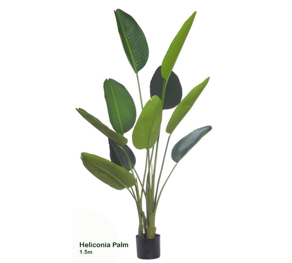 Heliconia Palms- 1.5m