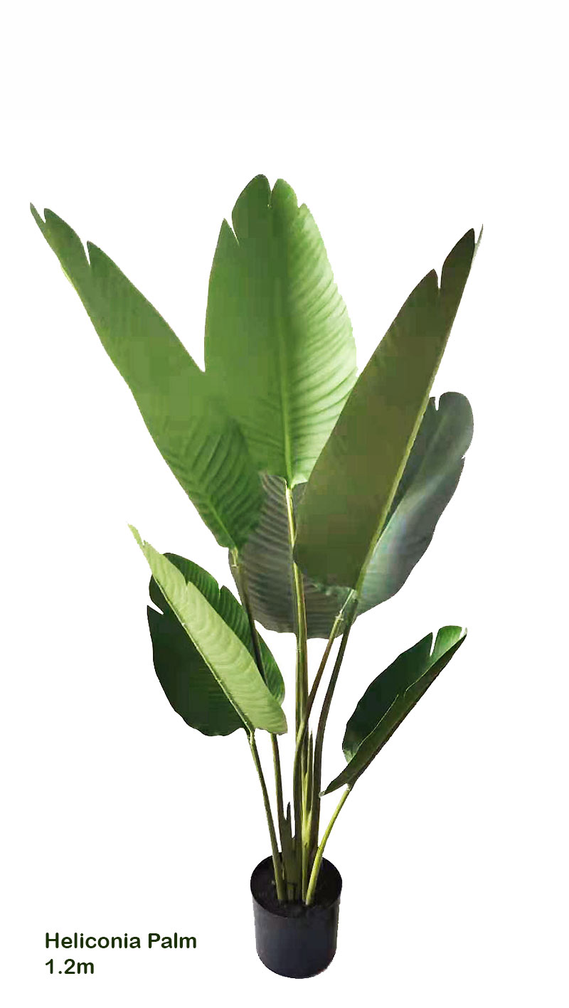 Heliconia Palms- 1.2m small