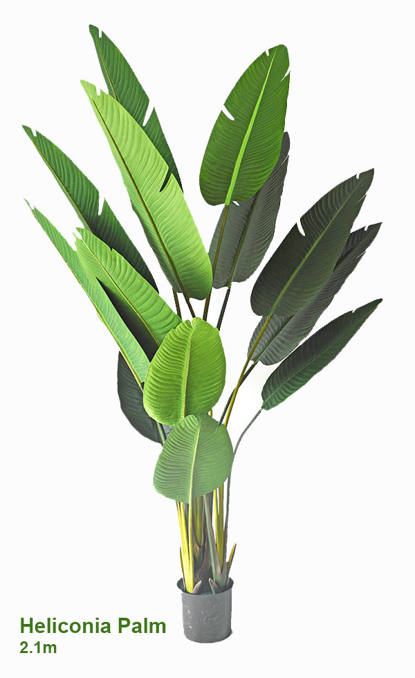 Heliconia Palms- 2.1m