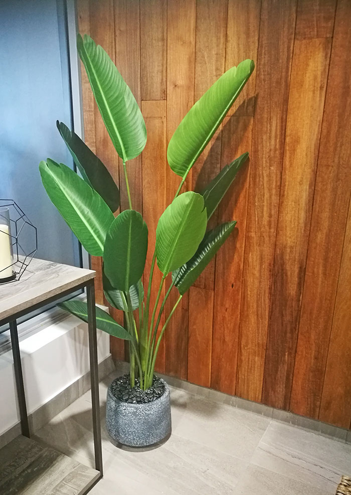 Heliconia Palms- 1.5m