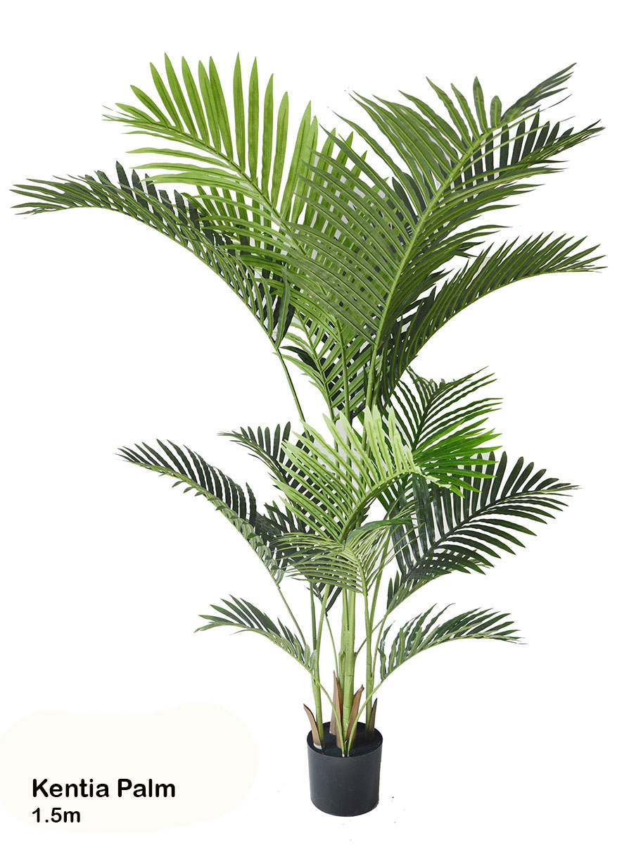 Kentia Palms 1.7m