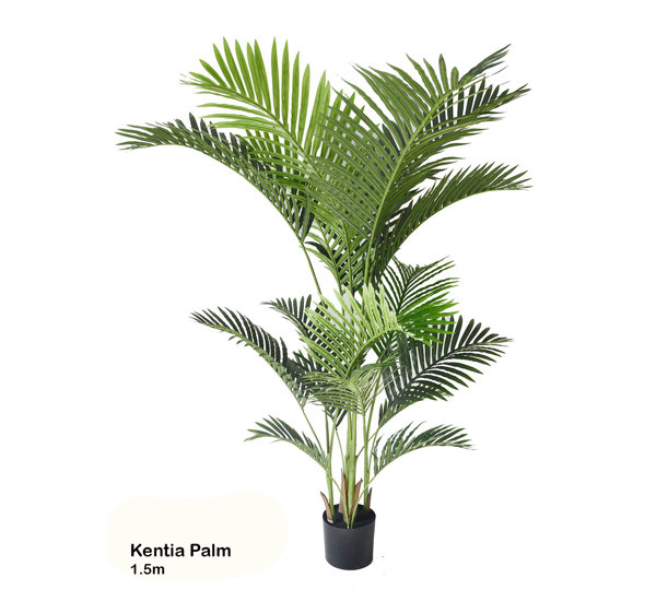 Kentia Palms 1.5m