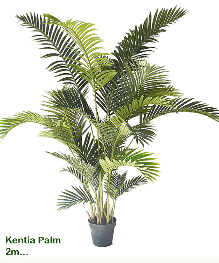 Kentia Palms 1.5m