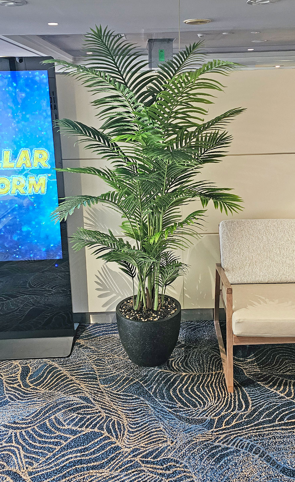Kentia Palms 2m