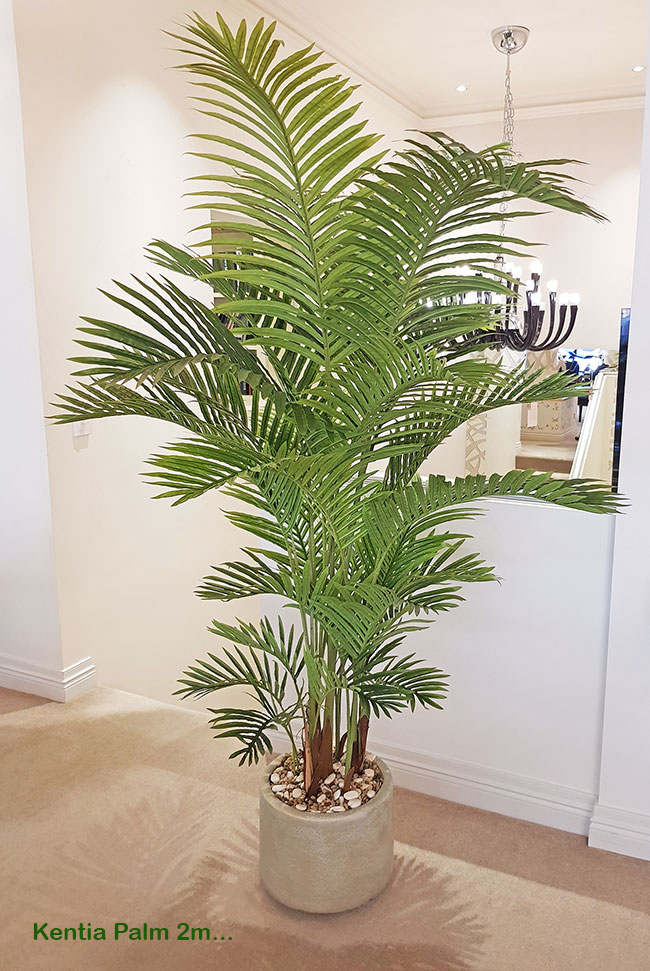 Kentia Palms 2m