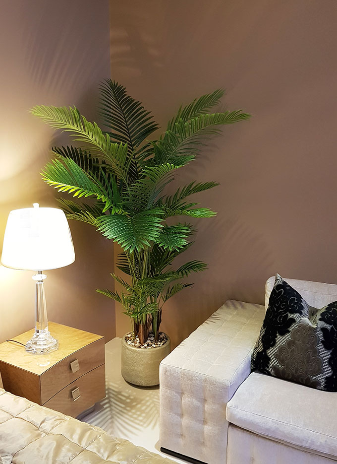 Kentia Palms 2m