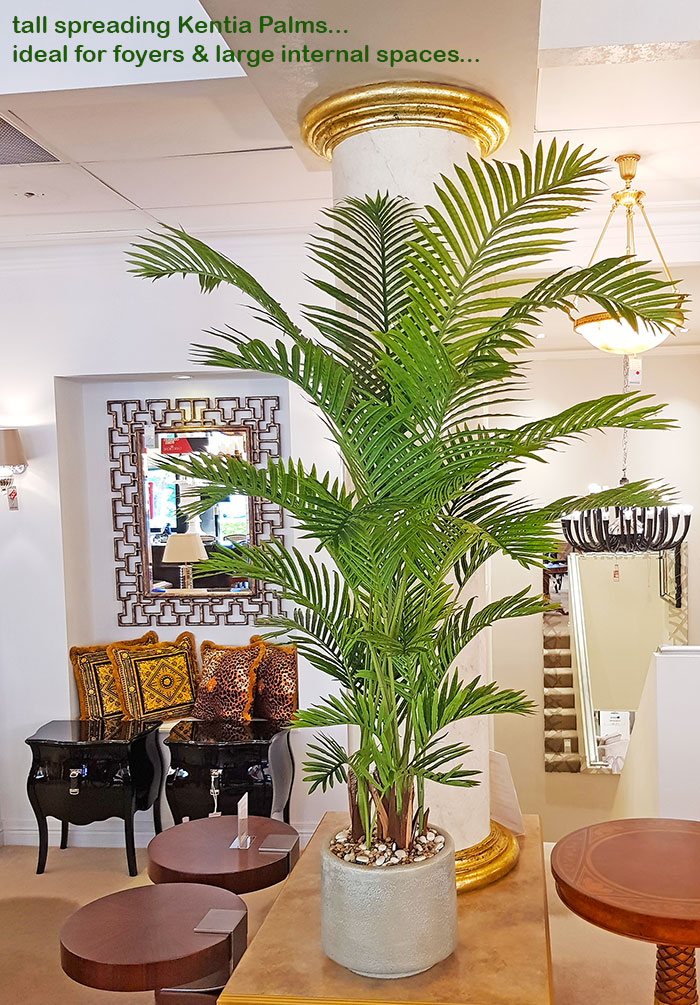 Kentia Palms 2m