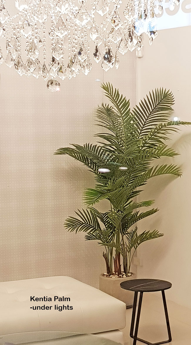 Kentia Palms 2m