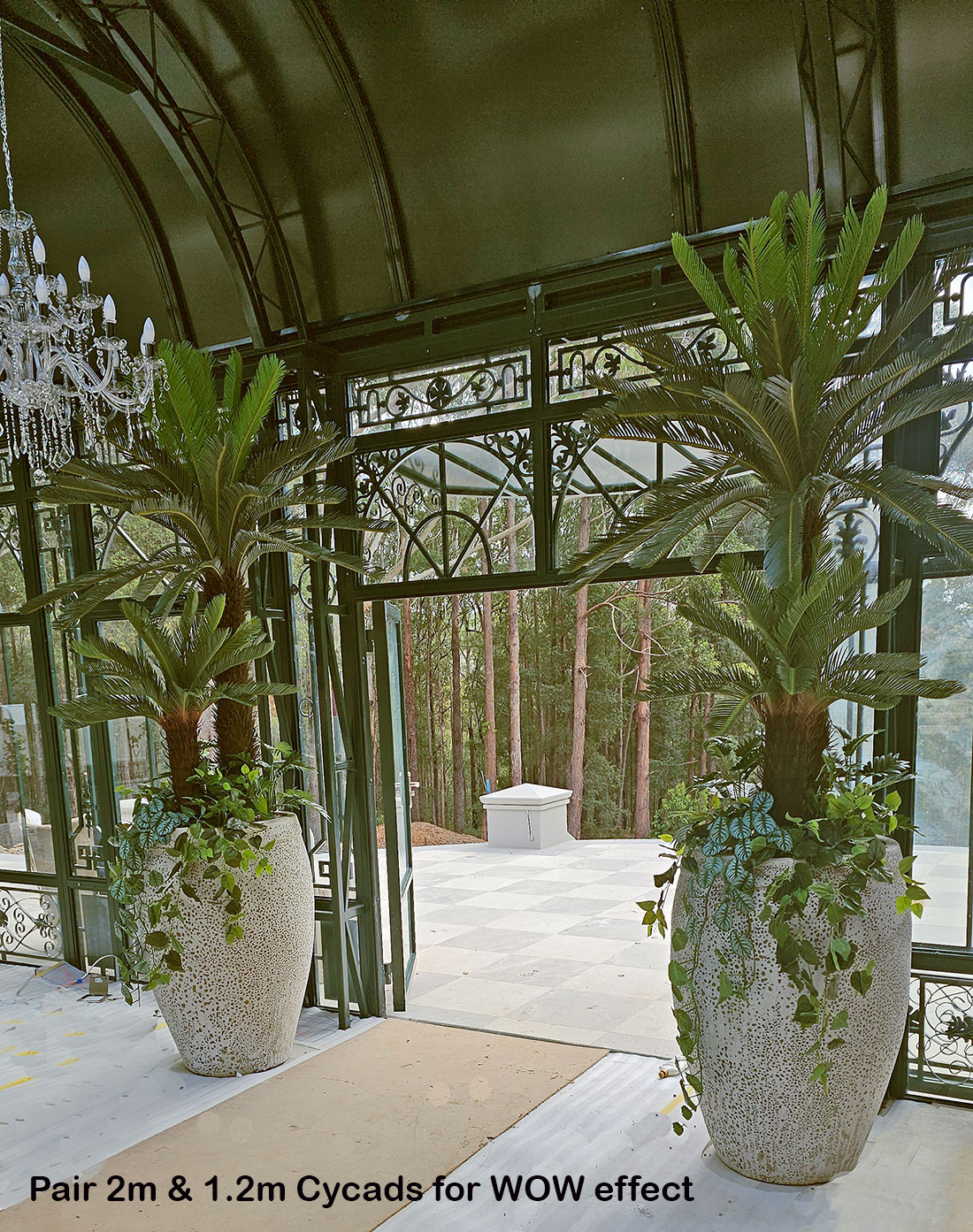 Cycas Palm 1.2m