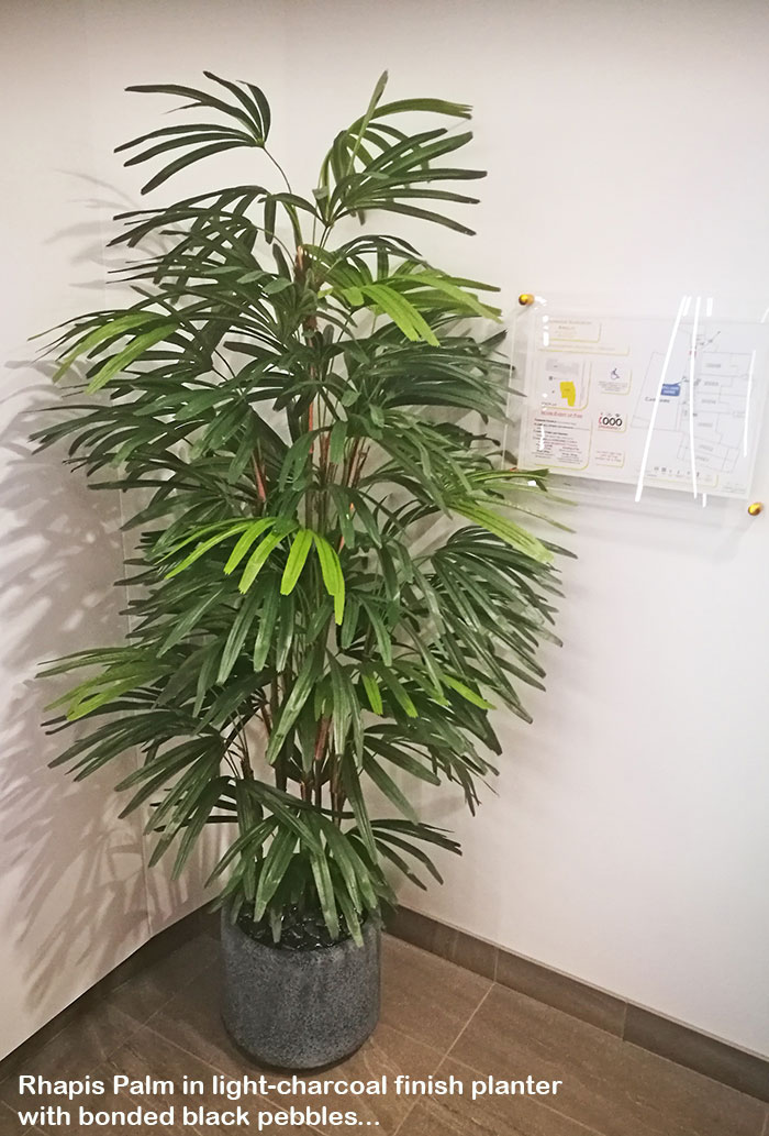 Rhapis Palms 1.3m