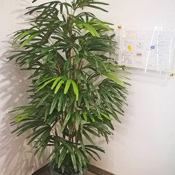 Rhapis Palms 1.3m - artificial plants, flowers & trees - image 1