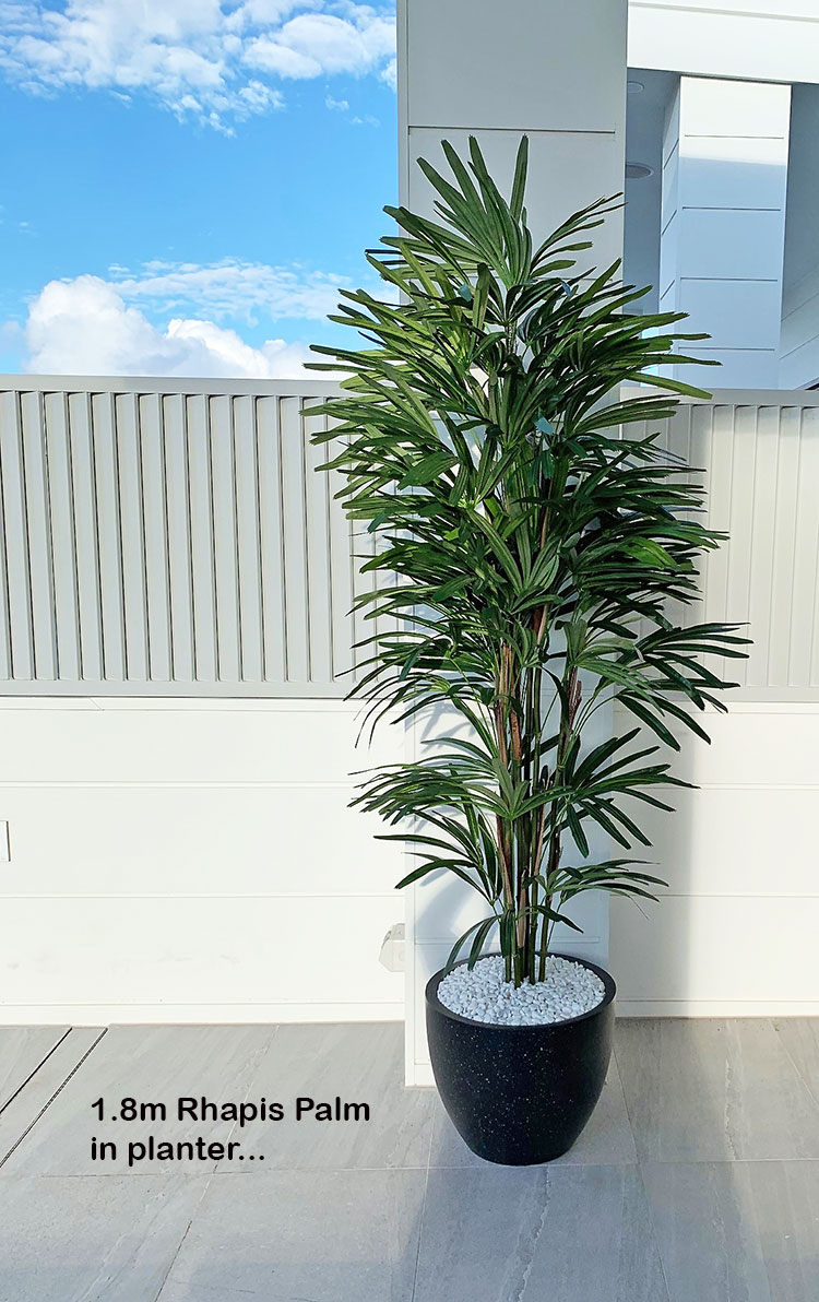 Rhapis Palms 1.3m