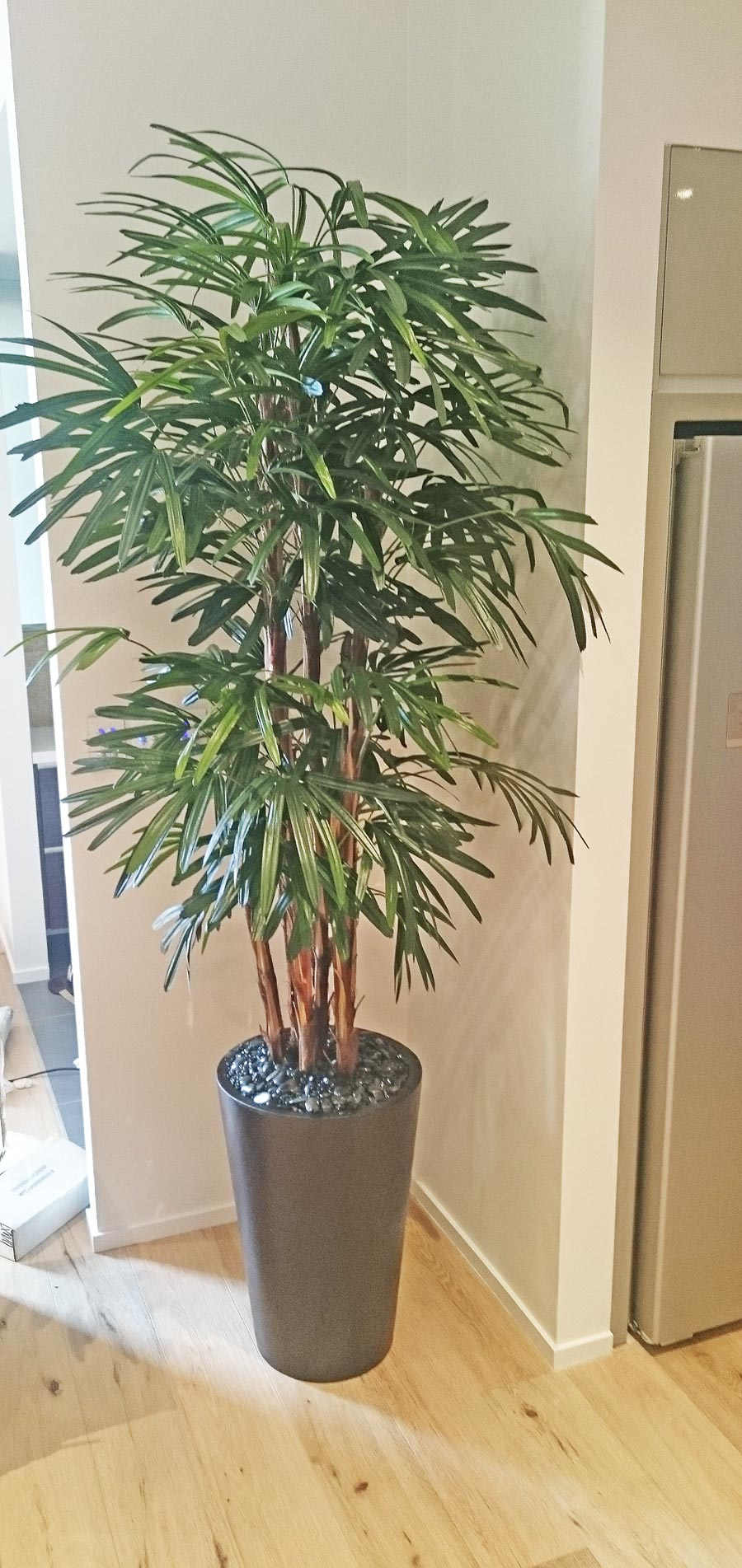 Rhapis Palms 1.3m