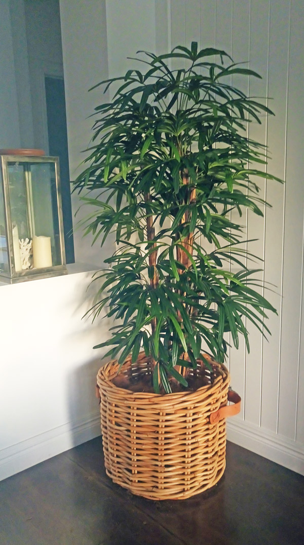Rhapis Palms 1.3m
