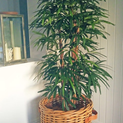 Rhapis Palms 1.3m - artificial plants, flowers & trees - image 6