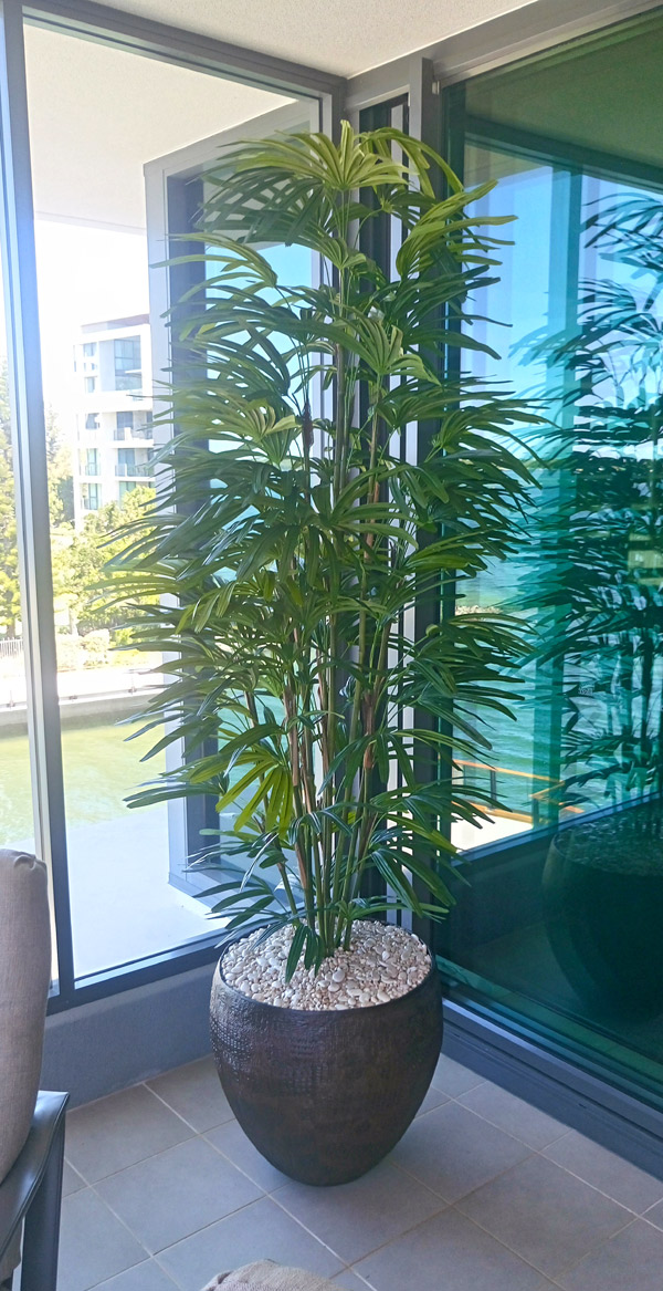 Rhapis Palms 1.5m