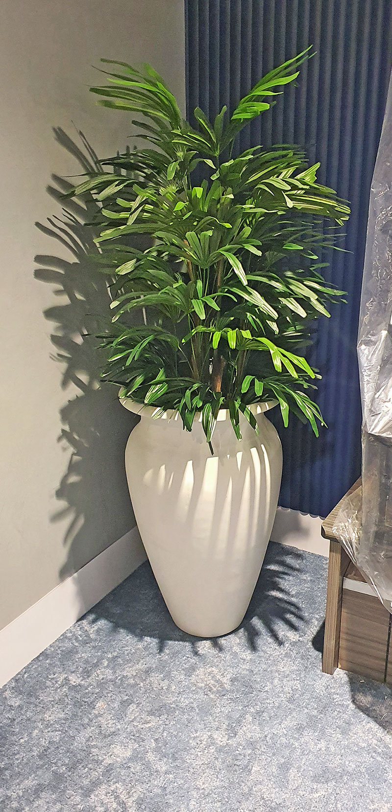 Rhapis Palms 1.5m