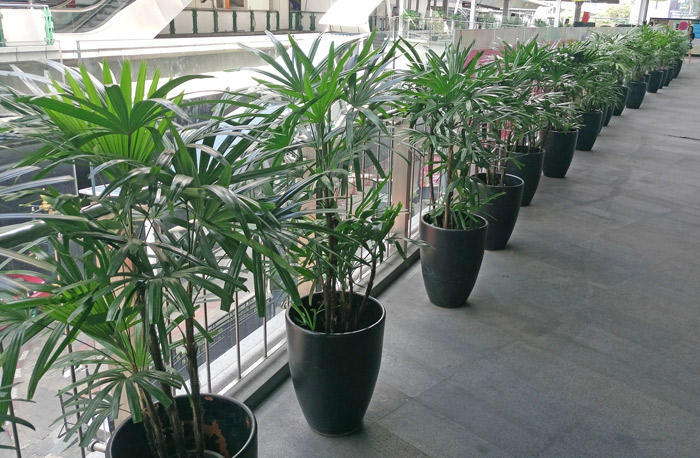 Rhapis Palms 1.3m