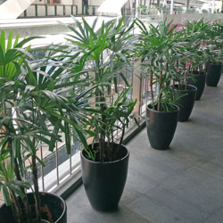 Rhapis Palms 1.3m - artificial plants, flowers & trees - image 2