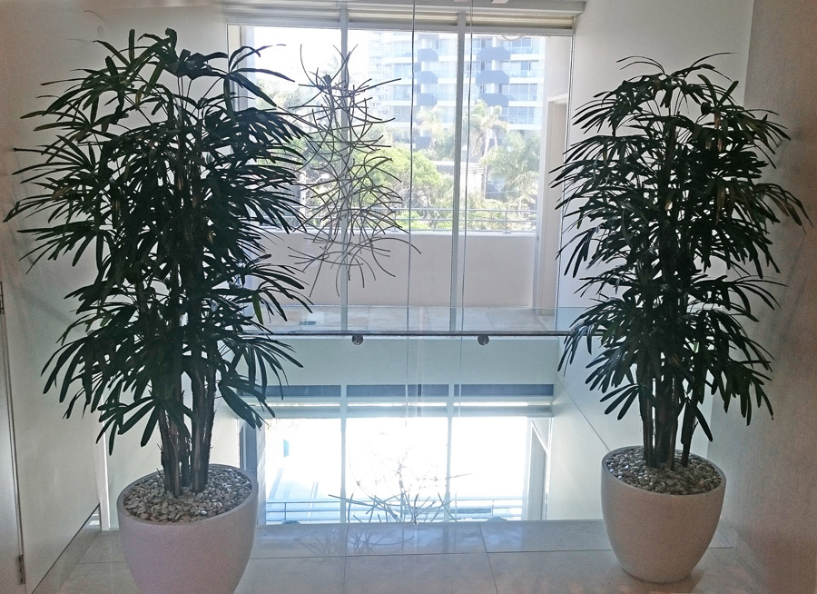 Rhapis Palms 1.8m