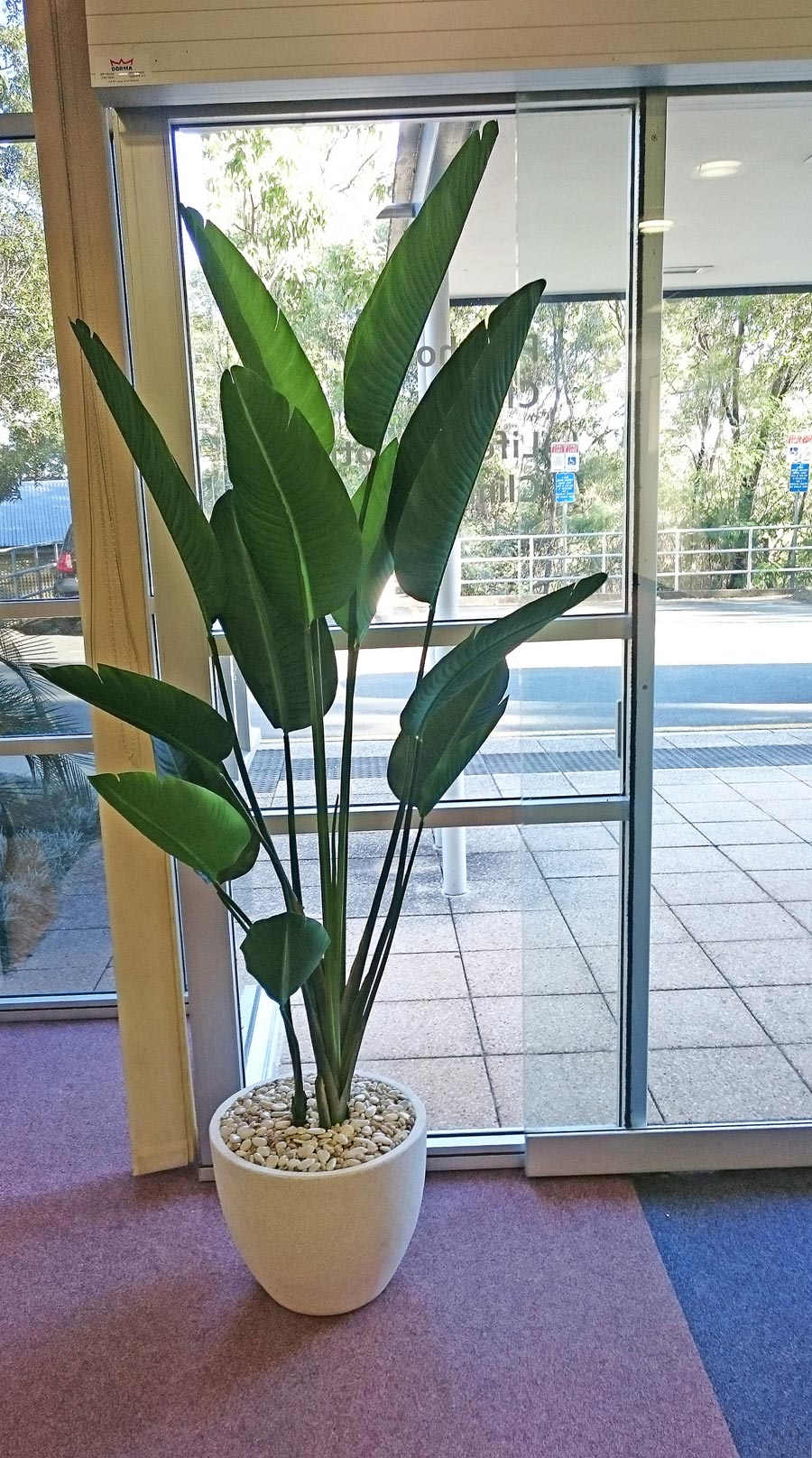 Heliconia Palms- 1.5m