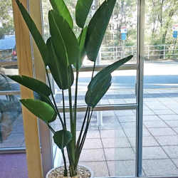 Heliconia Palms- 1.8m - artificial plants, flowers & trees - image 2