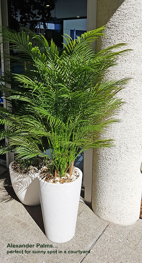 Alexander Palm 2.4m UV-treated