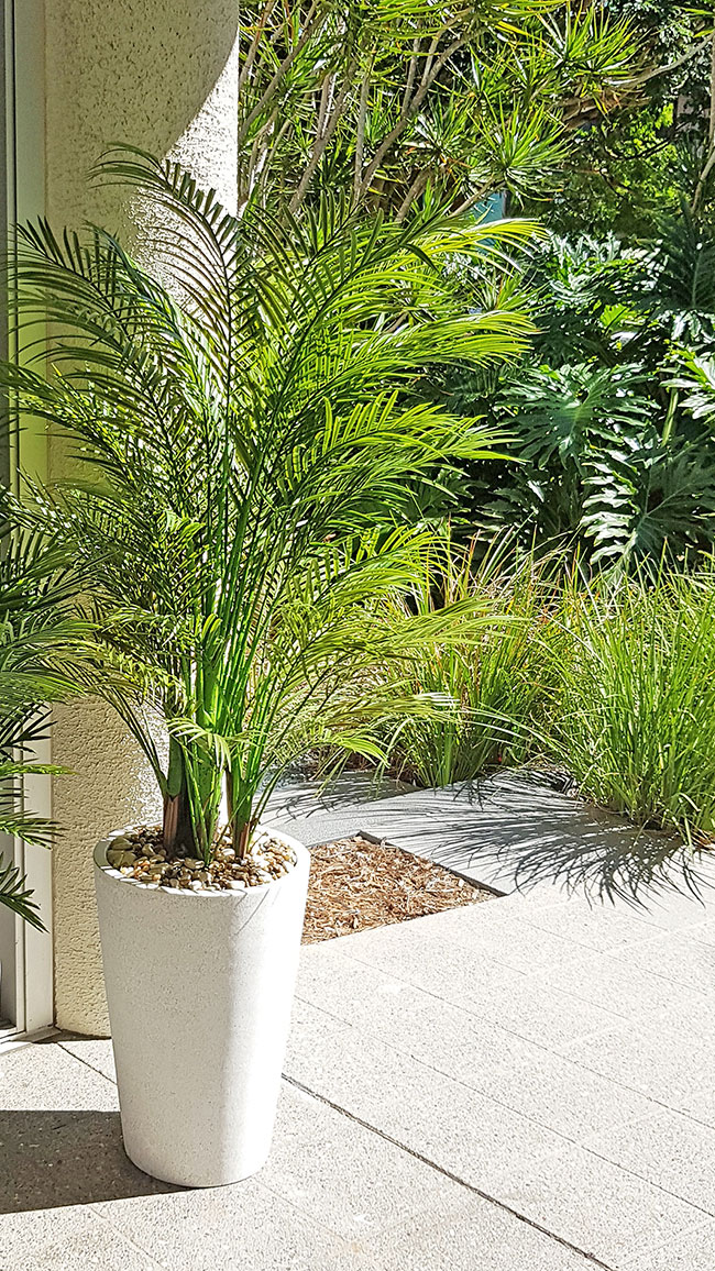 Alexander Palm 1.2m UV-treated