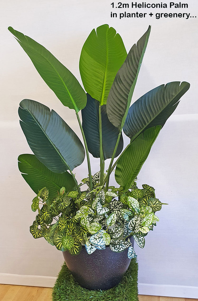 Heliconia Palms- 1.2m small