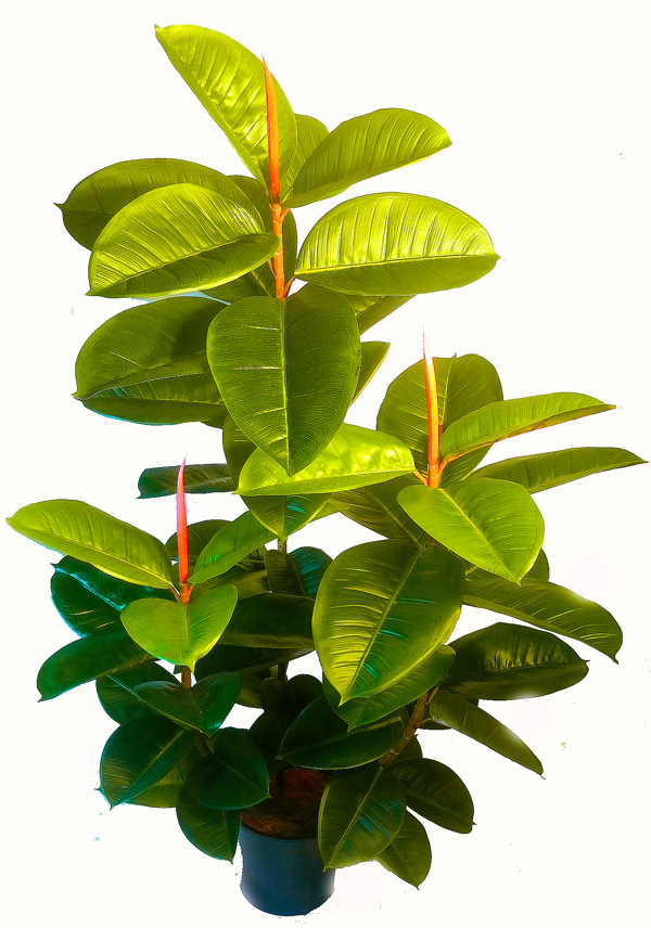 Rubber-Tree 1.1m sml