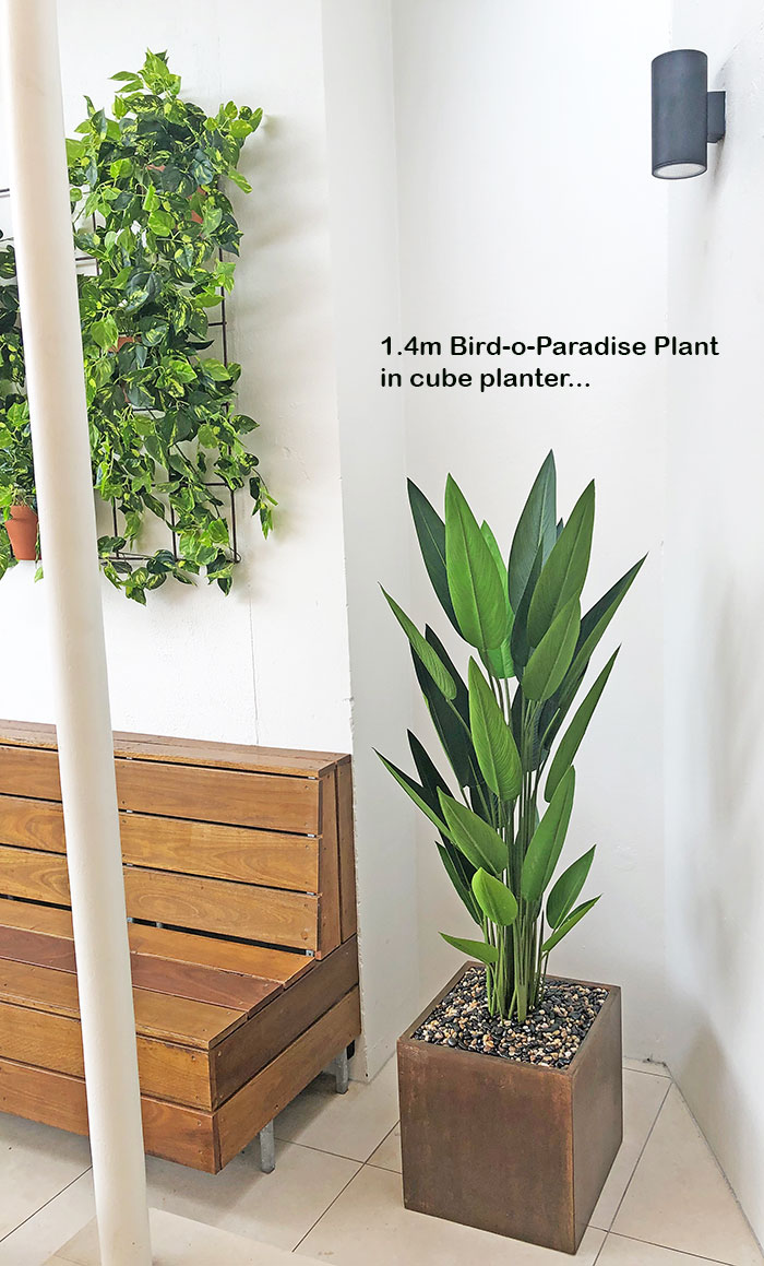 Bird of Paradise Plant 1.4m