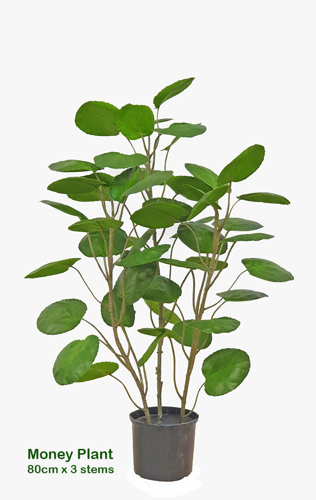 Money Plant 80cm