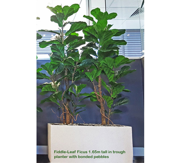 Trough Planters- with Fiddle-Leaf Ficus 1.65m tall