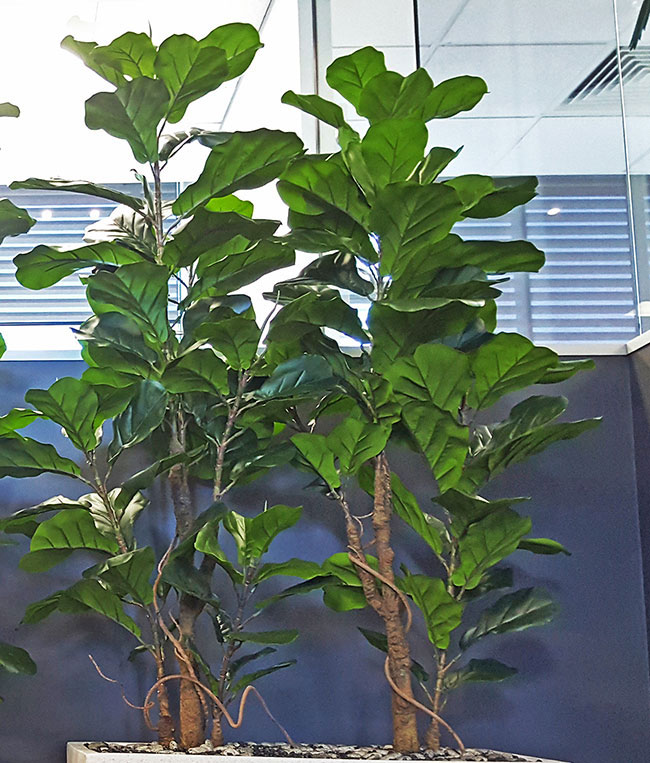 Trough Planters- with Fiddle-Leaf Ficus 1.35m tall