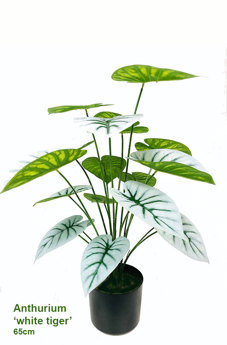 Anthurium 'white-tiger'