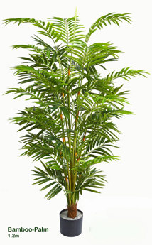 Bamboo Palm 1.2m