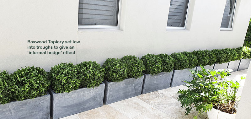 Boxwood Topiary 55cm UV