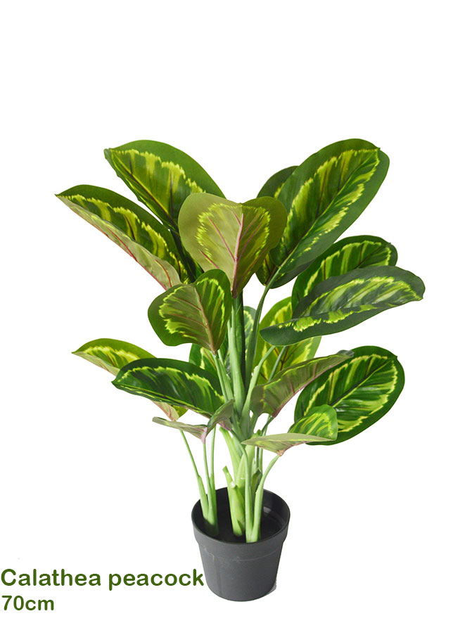 Calathea 'peacock' 70cm