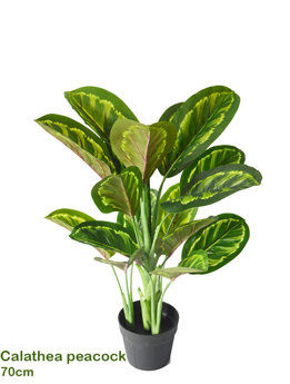 Calathea 'peacock' 70cm