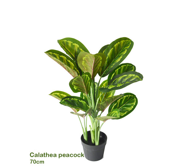 Calathea 'peacock' 70cm