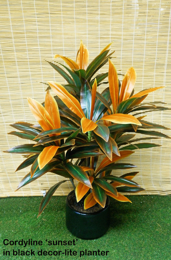 Cordyline 'sunset' 1m