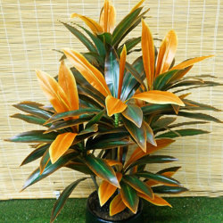 Cordyline 'sunset' 1m - artificial plants, flowers & trees - image 1