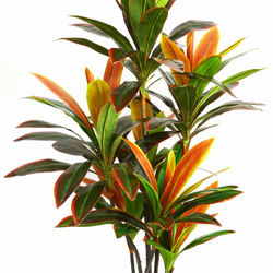 Cordyline 'sunset' 1m - artificial plants, flowers & trees - image 3
