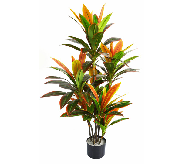 Cordyline 'sunset' 1m