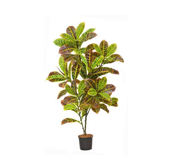 Croton 1.2m