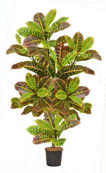 Croton 1.5m